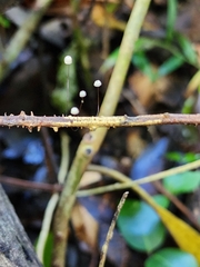Marasmius crinis-equi