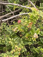 Osteomeles anthyllidifolia
