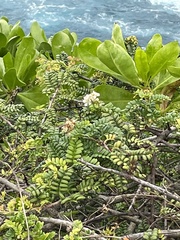 Osteomeles anthyllidifolia