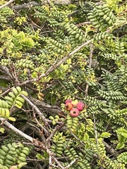 Osteomeles anthyllidifolia