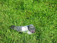 Columba livia