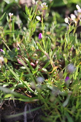 Calandrinia menziesii