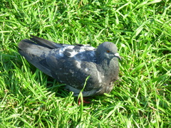 Columba livia