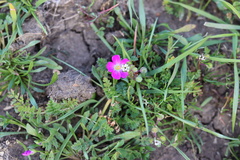 Calandrinia menziesii
