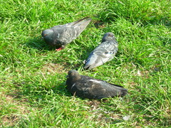 Columba livia