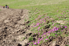 Calandrinia menziesii