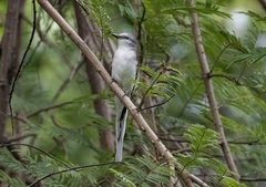 Pericrocotus divaricatus