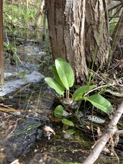 Anemopsis californica