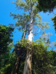 Eucalyptus propinqua