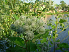 Arctium tomentosum