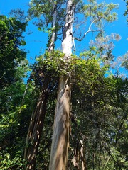 Eucalyptus propinqua