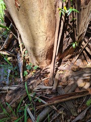 Eucalyptus propinqua
