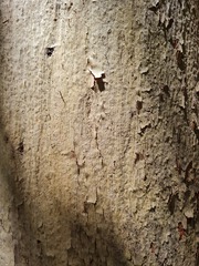 Eucalyptus propinqua