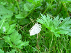 Xanthorhoe montanata