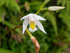 Bletilla formosana