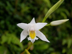 Bletilla formosana