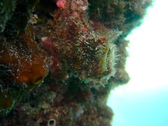 Malleus meridianus