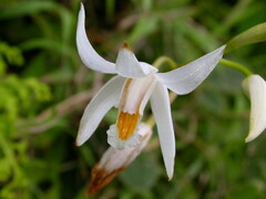Bletilla formosana