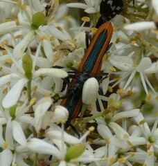 Stenoderus suturalis