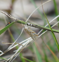 Hednota pleniferellus