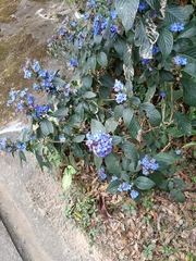 Eranthemum