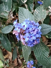 Eranthemum