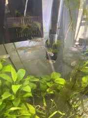 Pseudomugil signifer