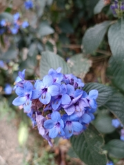 Eranthemum