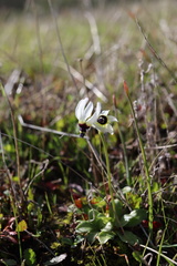 Primula clevelandii