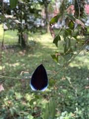 Pompelon marginata