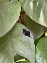 Pompelon marginata