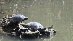 Trachemys scripta elegans