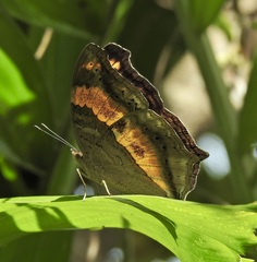 Yoma sabina