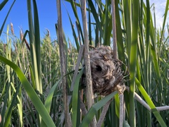 Cistothorus palustris