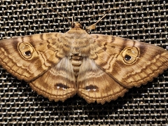 Speiredonia spectans