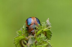Calomela curtisi
