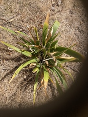 Iris foetidissima