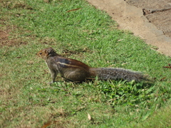 Funambulus tristriatus