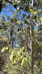 Corymbia maculata