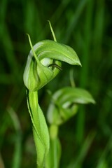 Pterostylis monticola