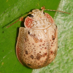 Paropsis charybdis