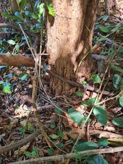 Backhousia leptopetala