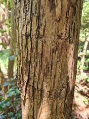 Backhousia leptopetala