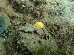 Doris chrysoderma