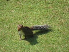 Funambulus tristriatus