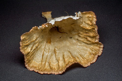 Cymatoderma