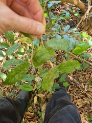 Backhousia leptopetala