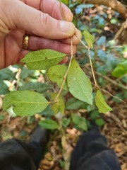 Backhousia leptopetala