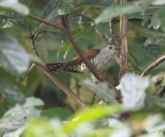 Chrysococcyx xanthorhynchus