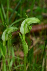 Pterostylis monticola